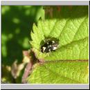 Liocoris tripustulatus - Weichwanze 02.jpg